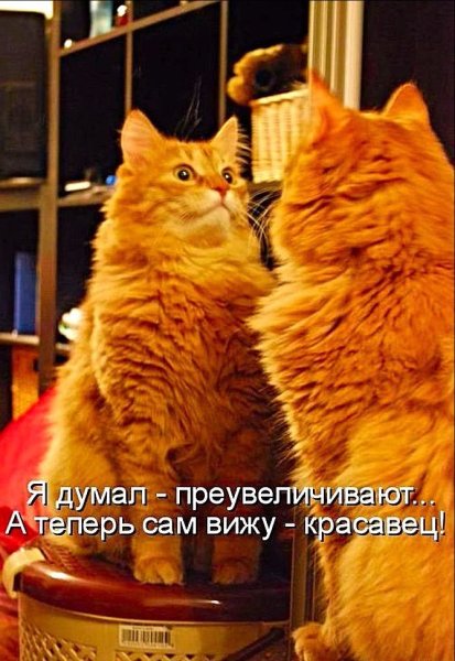 Прикольные коты