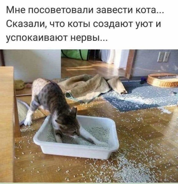 Заведи кота говорили они коты создают уют говорили они