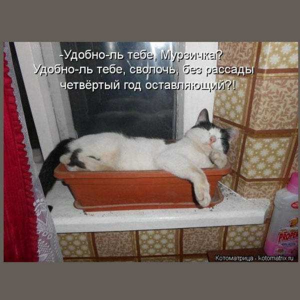 Без кота и жизнь не та с надписью