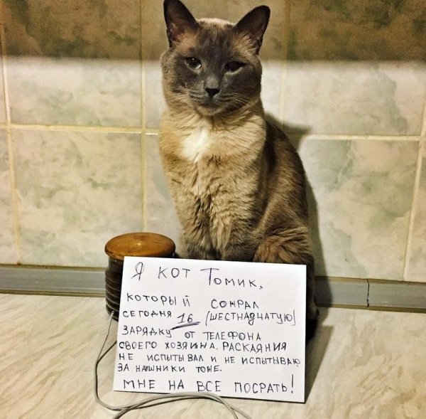 Без кота и жизнь не та приколы