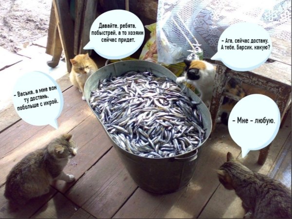 Жизнь с котом и без кота