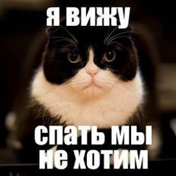 Мемы с котиками