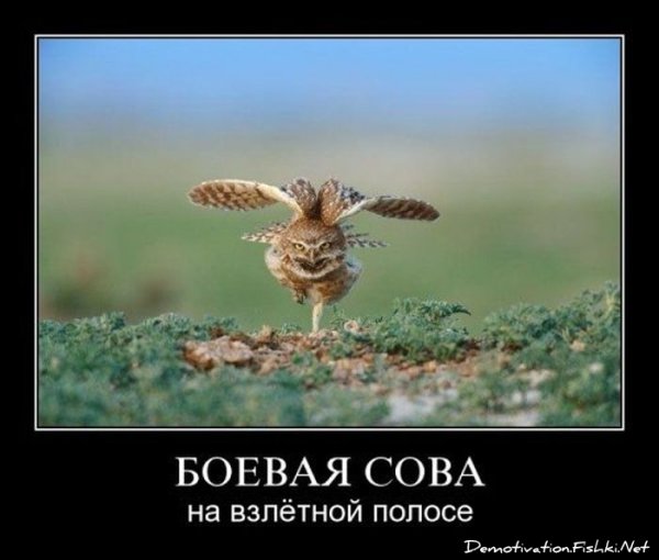 Сова демотиватор