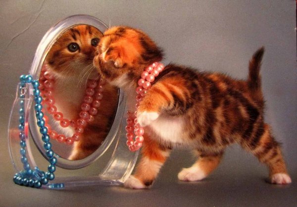 Кошка в бусах