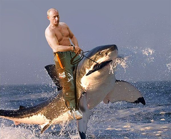 Путин верхом на акуле