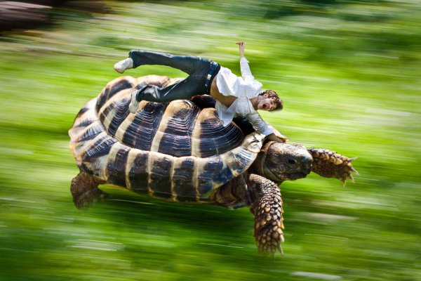 Черепаха бежит