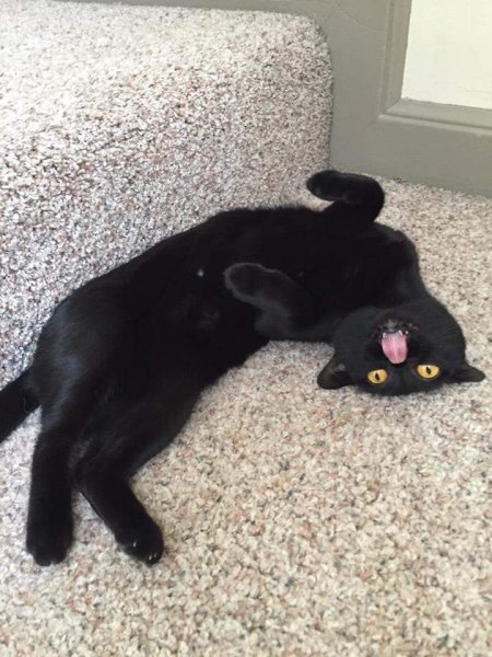 Смешной черный котенок
