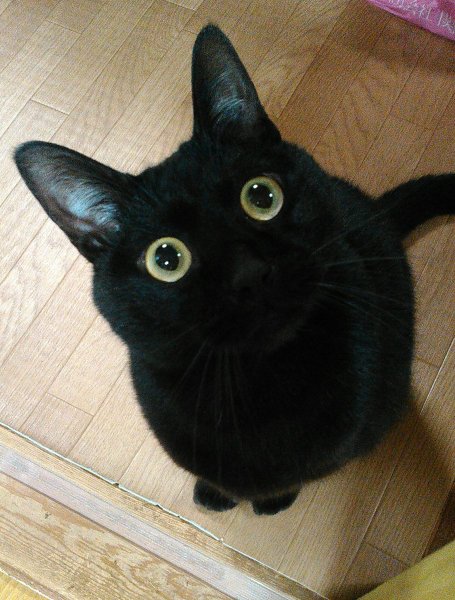 Удивленный черный кот