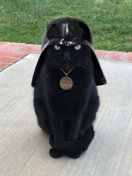 Кот Дарт Вейдер