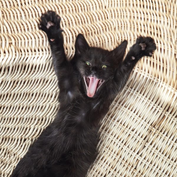 Прикольные черные коты