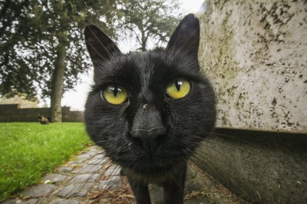 Смешная морда кота