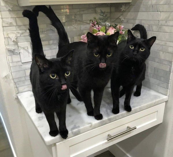 Три кошки