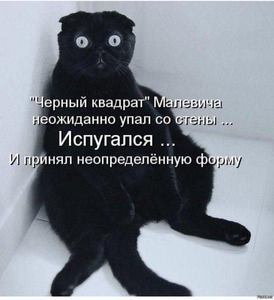 Смешные фразы про котов