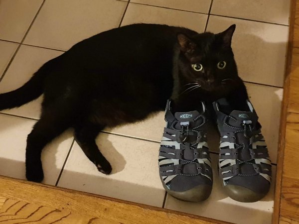 Смешной черный кот