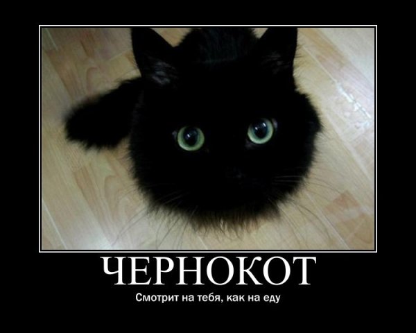Черные коты приколы