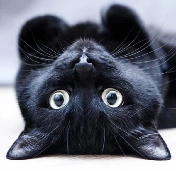 Чёрный кот