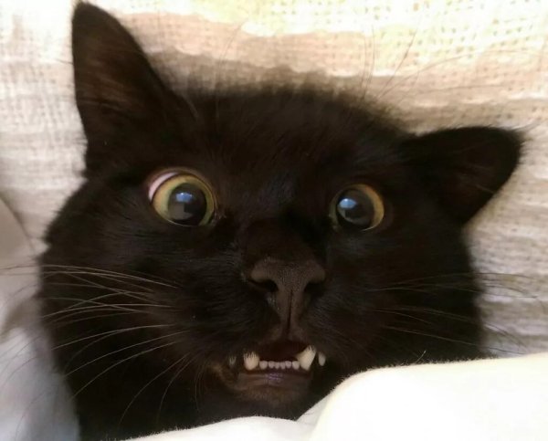 Смешные черные коты