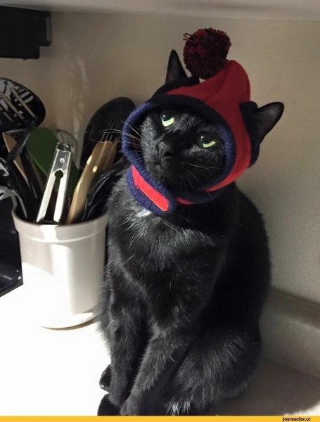 Смешные кошки
