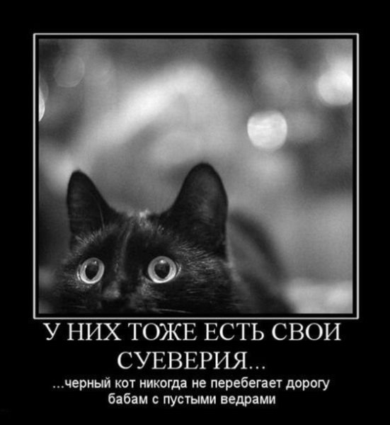 Черный кот юмор