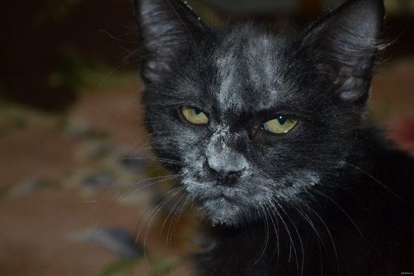 Кошачья морда в муке