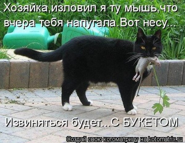 Смешные коты с надписями