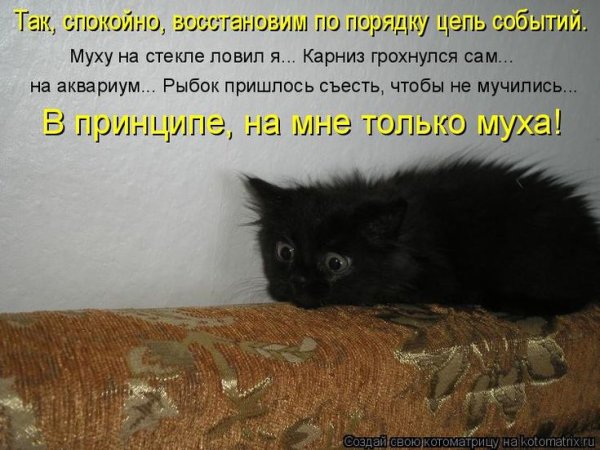 Смешные коты с надписями