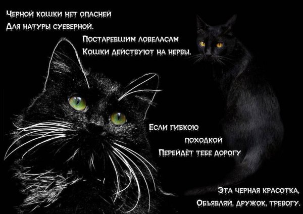 Стих про черного кота