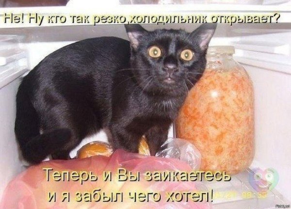 Прикольные кошки с надписями