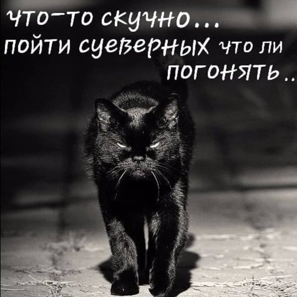 Смешные цитаты с котиками