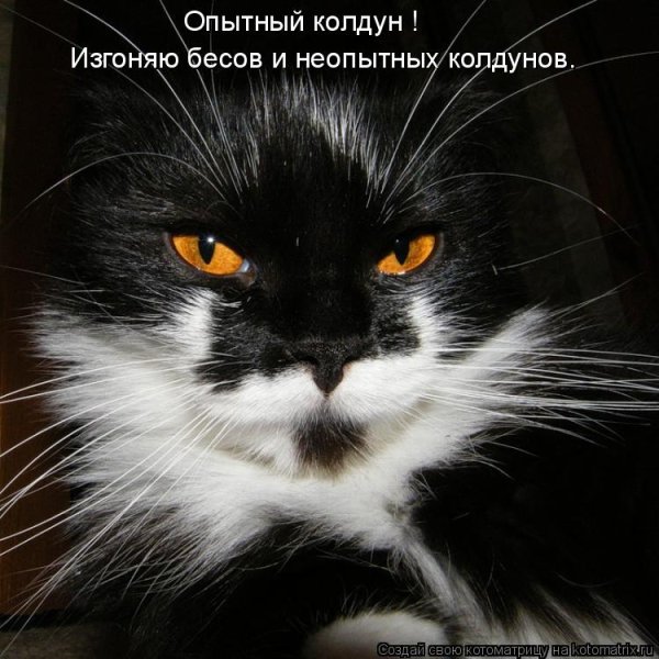Прикольные кошки с надписями