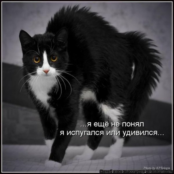 Котики злые смешные надписи