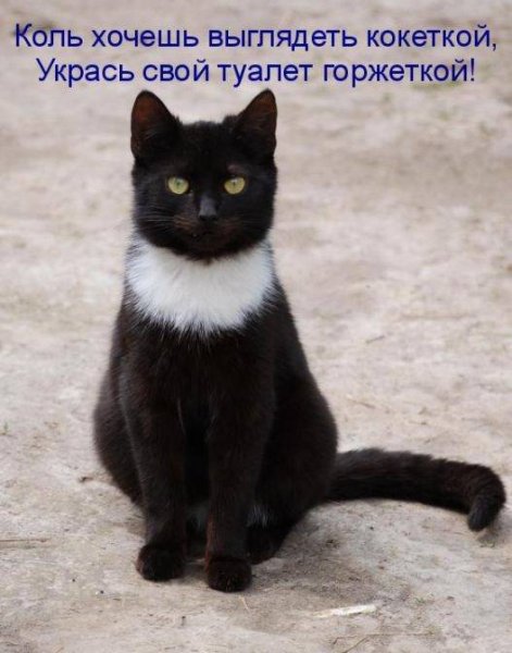 Приколы про кошек с надписями