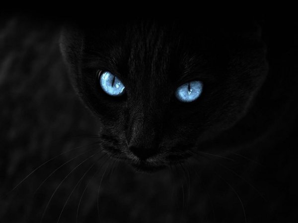 Черная кошка