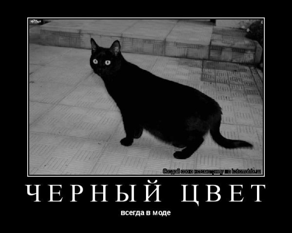 Черный кот высказывания