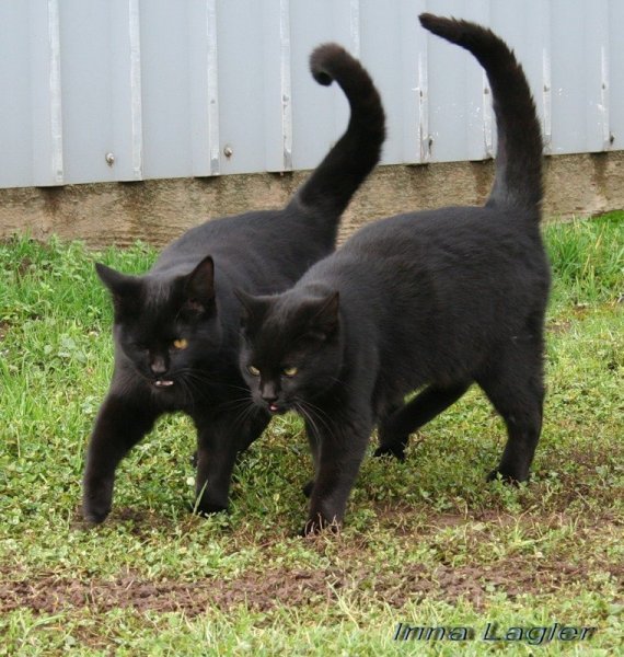 Коты черный юмор