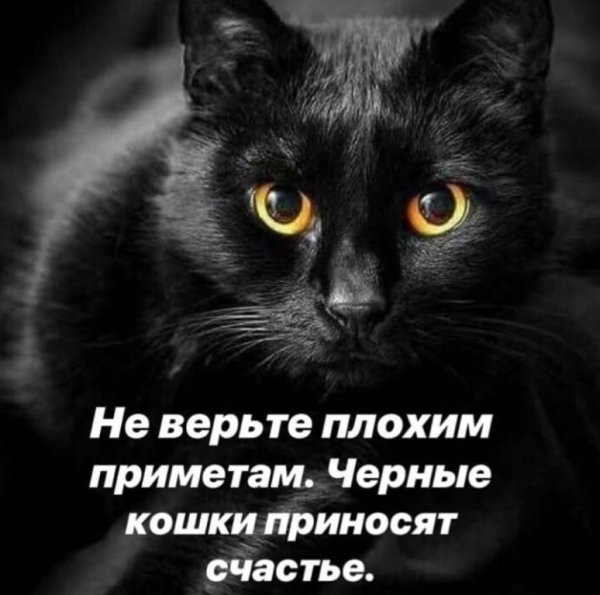 Черный кот высказывания