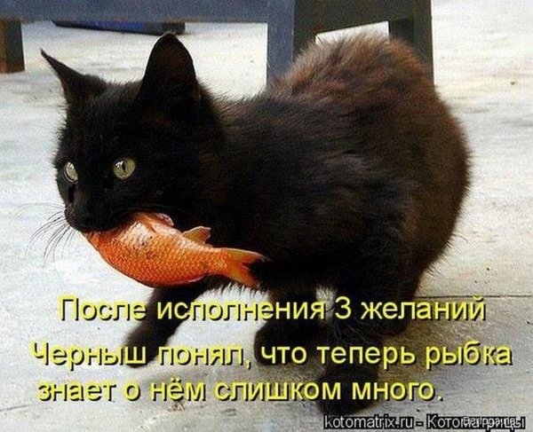 Анекдоты с котами с картинками