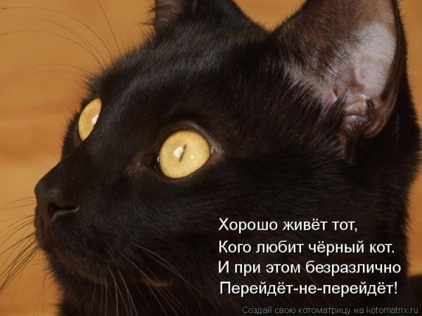 Пятница 13 кот