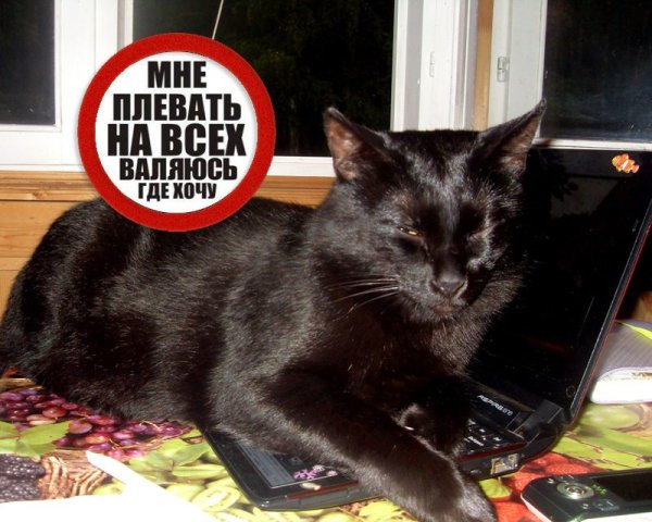 Приколы с черными котами