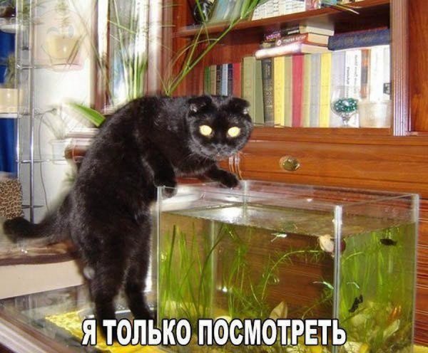 Аквариум прикол