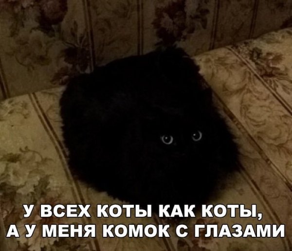 Смешные мемы с котами и надписями
