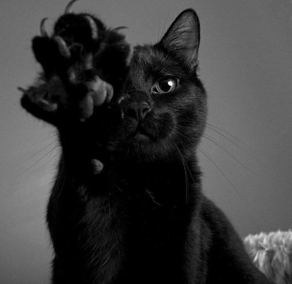 Грациозная кошка