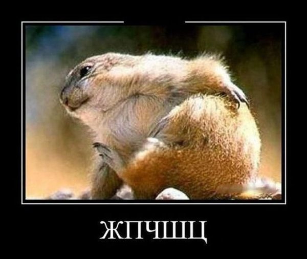 ЖПЧШЦ Мем
