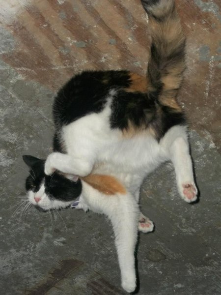 Кота чешут