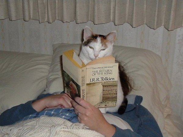 Читающий кот
