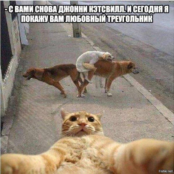 Кот селфи