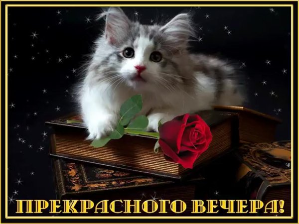 Добрый вечер с котиками