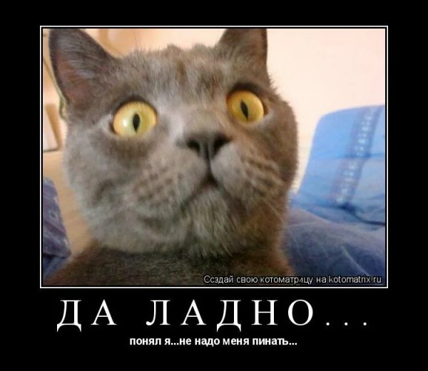 Кот да ладно