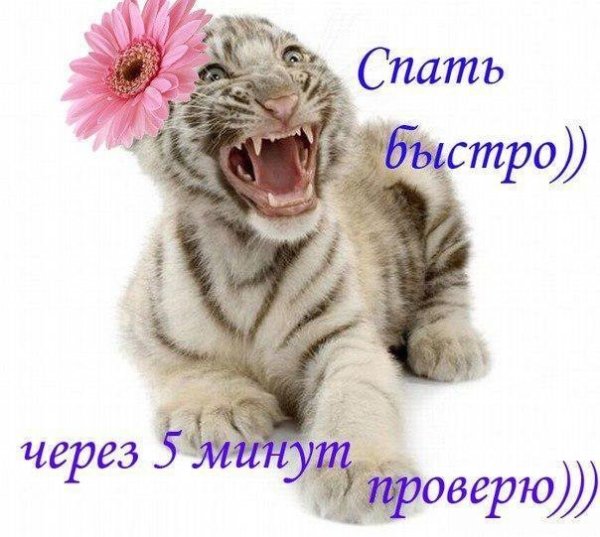 Открытка прикол быстро спать