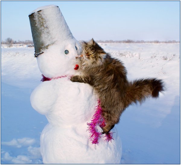 Смешной кот в снегу